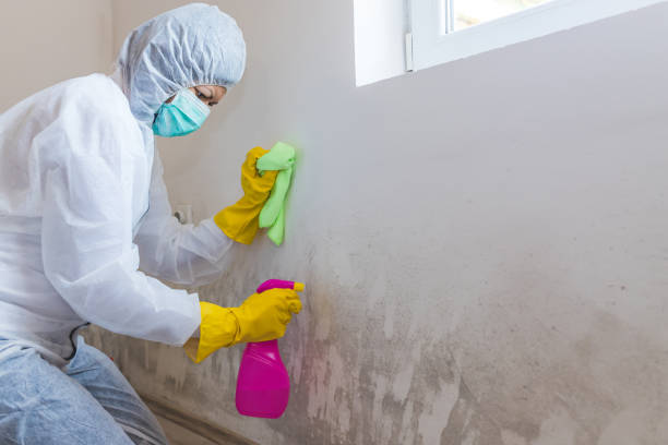 Best Basement Mold Removal in Claremont, CA